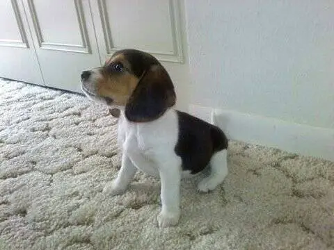 Potty Train tri colour Beagle Puppies for sale